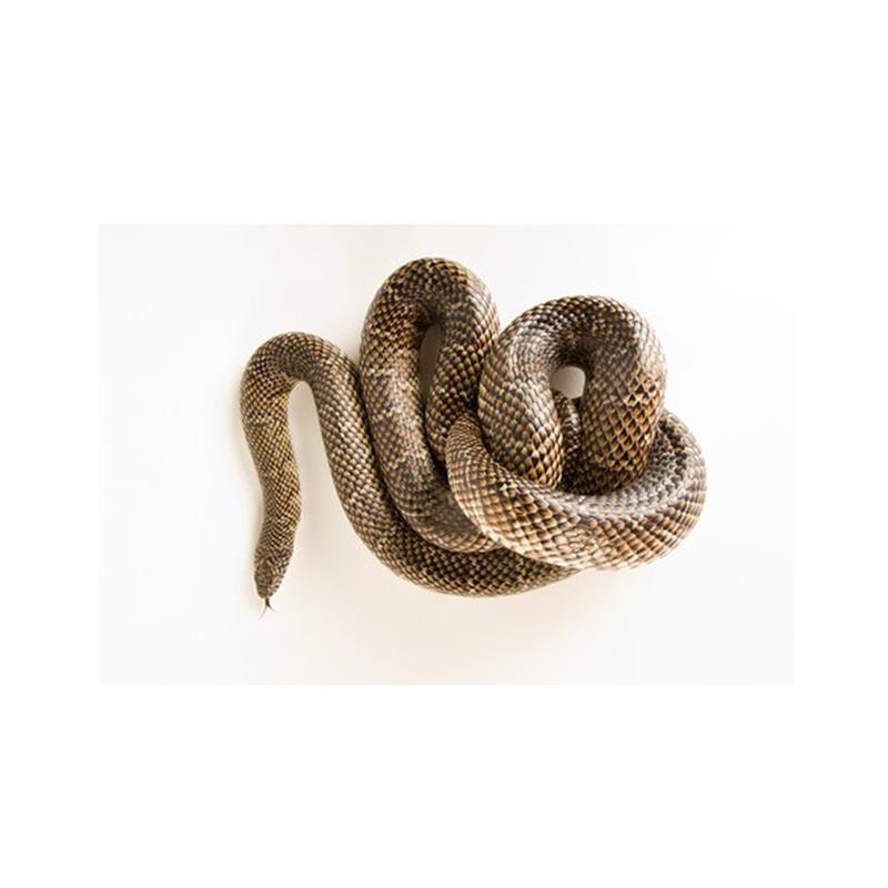 Sarpe Lampropeltis getulus floridana (Regal de Florida) - imagine 4